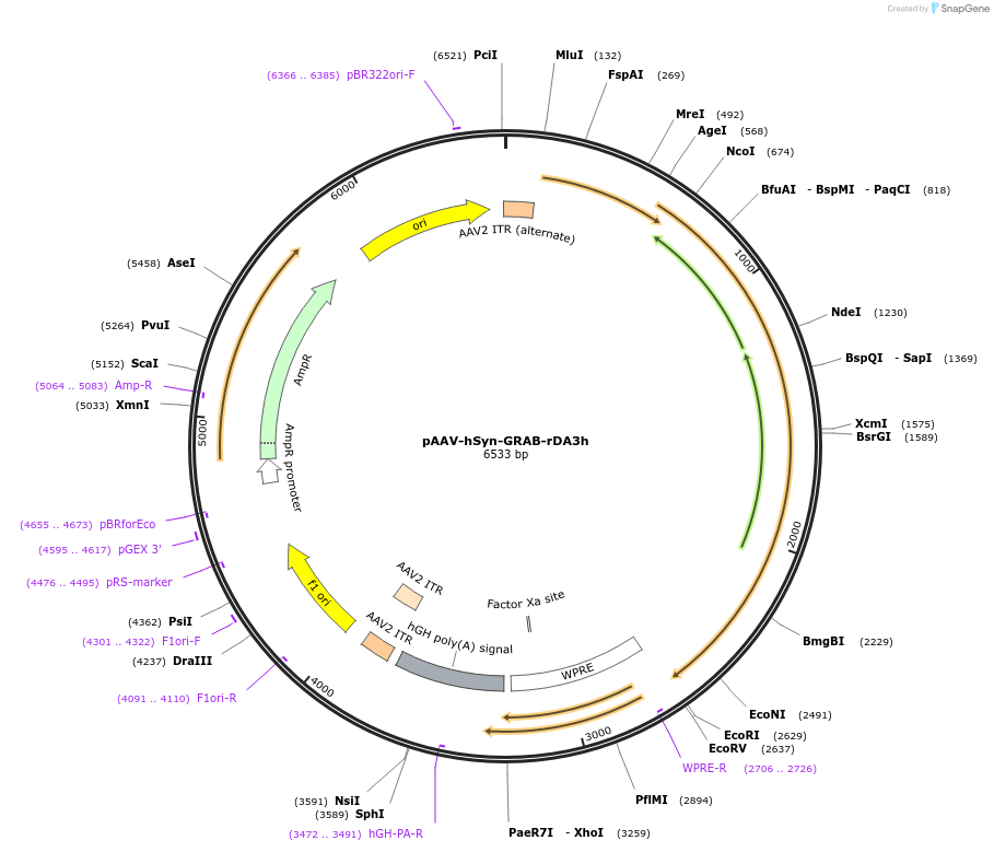 208703-plasmid-map-sequence-id-412468