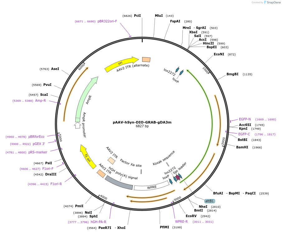 208707-plasmid-map-sequence-id-412469
