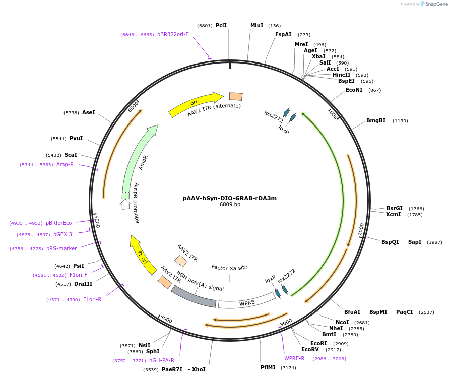 208708-plasmid-map-sequence-id-412470