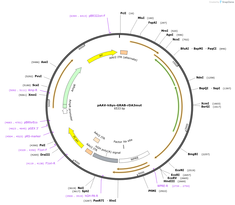 208706-plasmid-map-sequence-id-412476