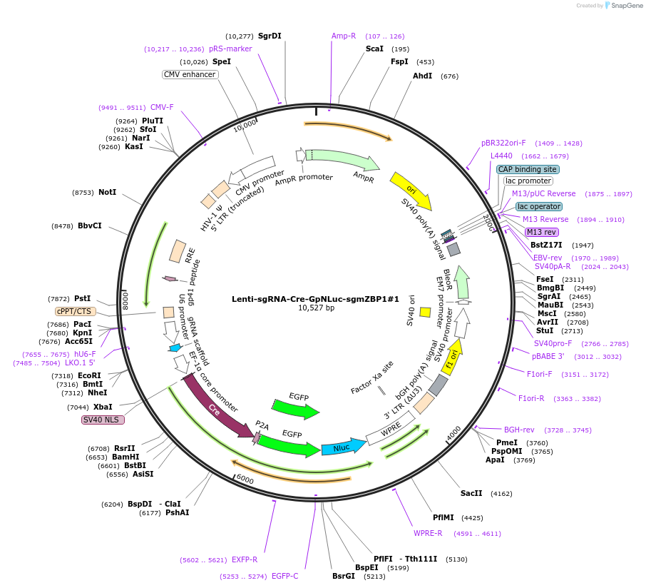 208387-plasmid-map-sequence-id-412501