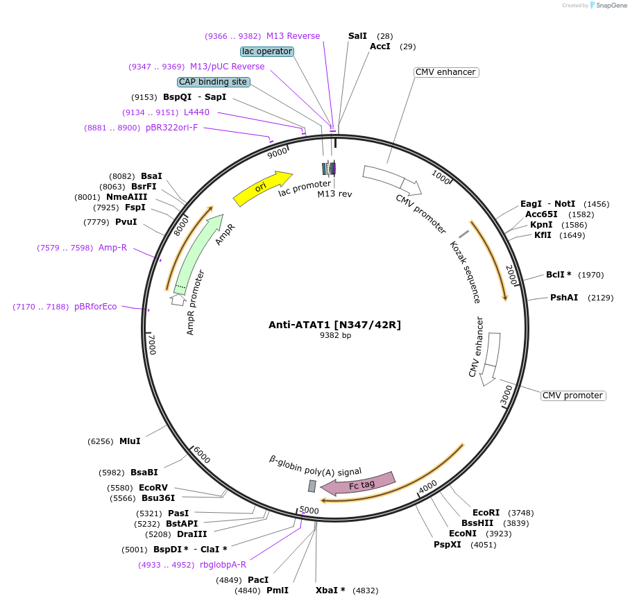 206558-plasmid-map-sequence-id-412502