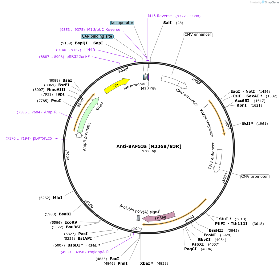 206556-plasmid-map-sequence-id-412505