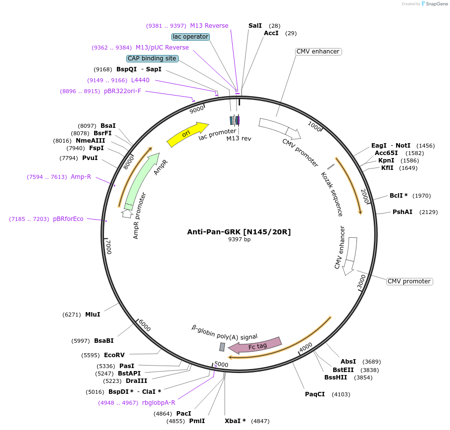 206536-plasmid-map-sequence-id-412507