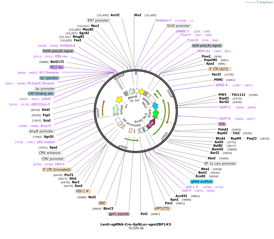 208389-plasmid-map-sequence-id-412508