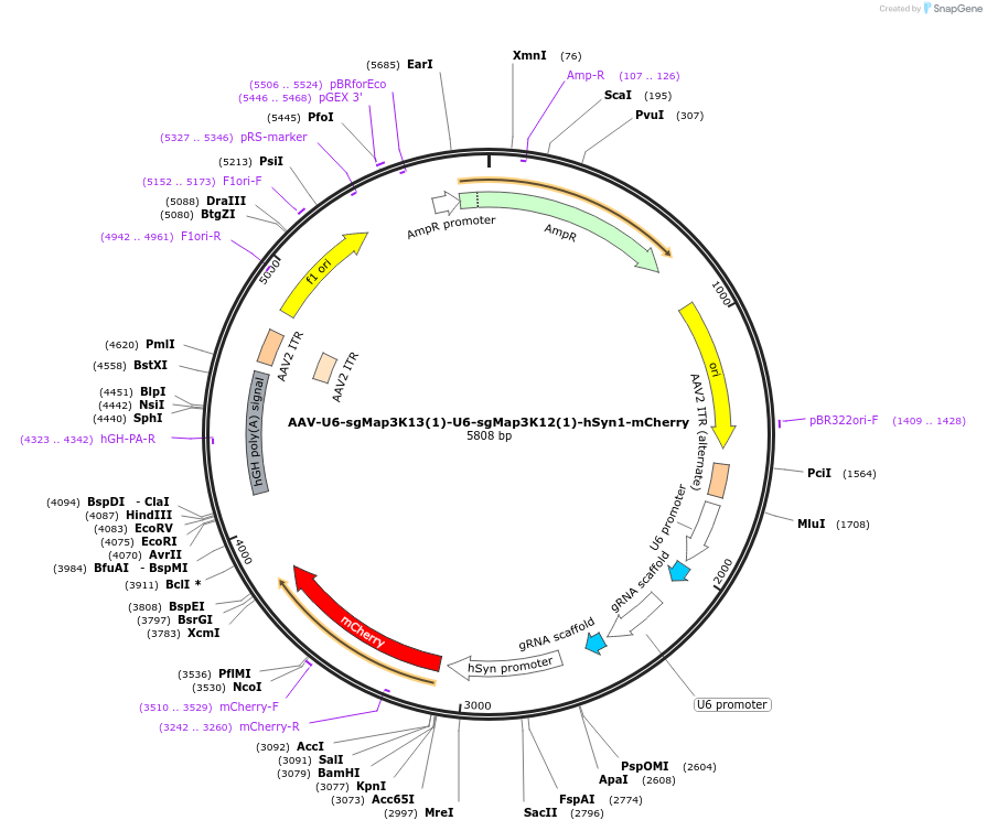 208837-plasmid-map-sequence-id-412518
