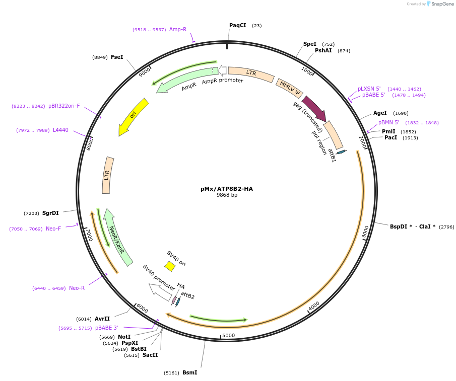 209227-plasmid-map-sequence-id-412523