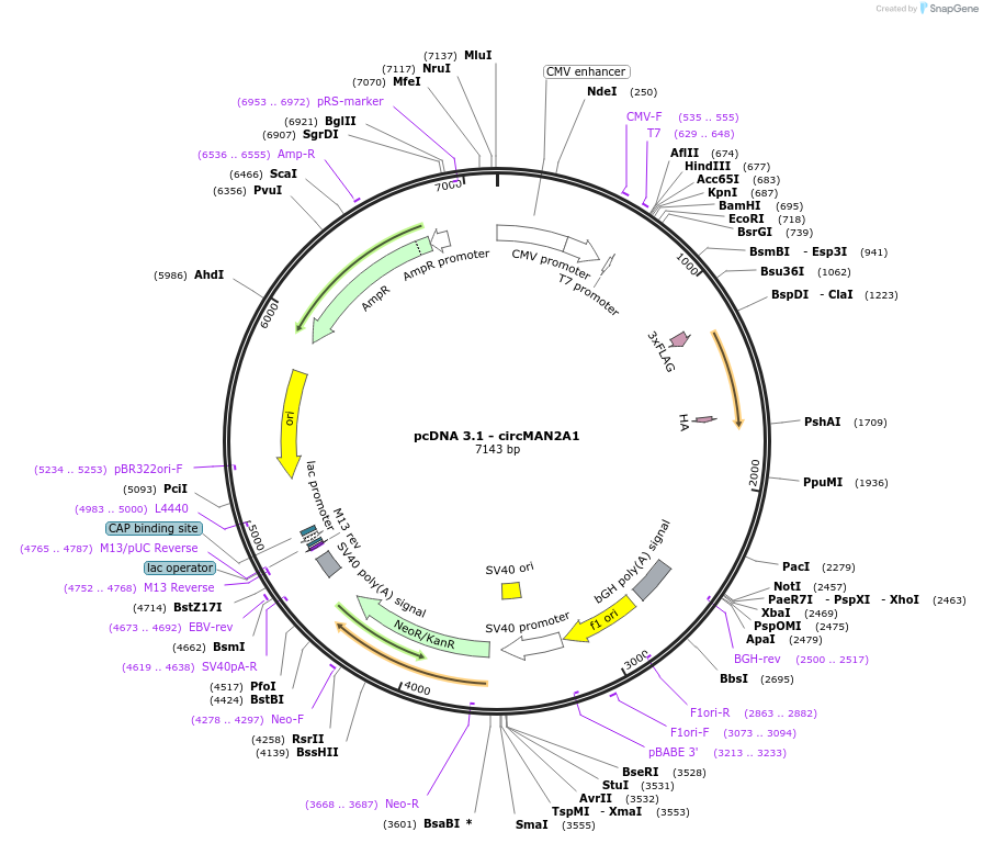 198837-plasmid-map-sequence-id-412551