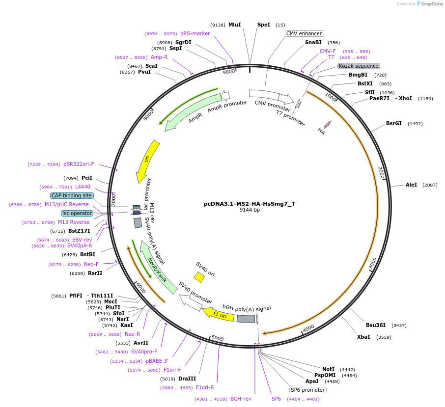 147556-plasmid-map-sequence-id-412552