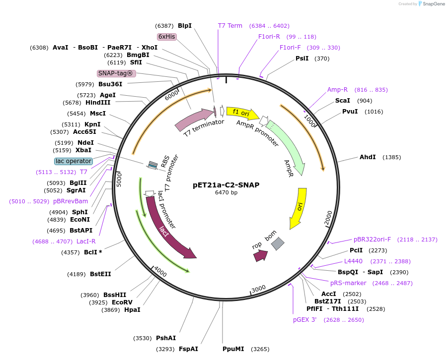 208769-plasmid-map-sequence-id-412567