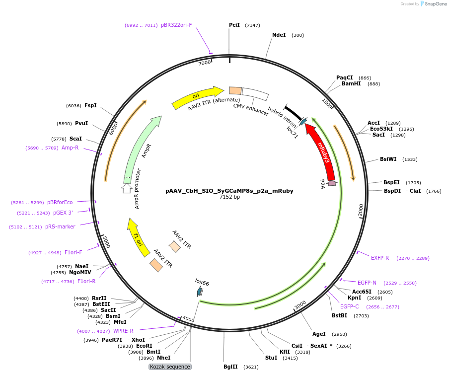 205280-plasmid-map-sequence-id-412569