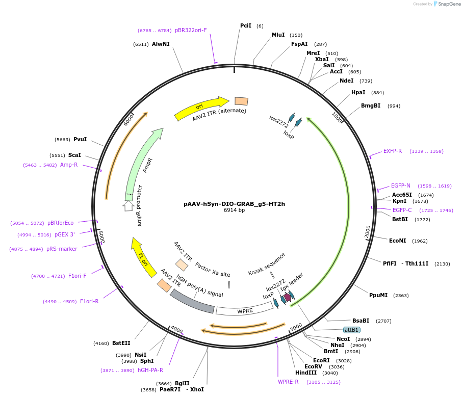 208715-plasmid-map-sequence-id-412598
