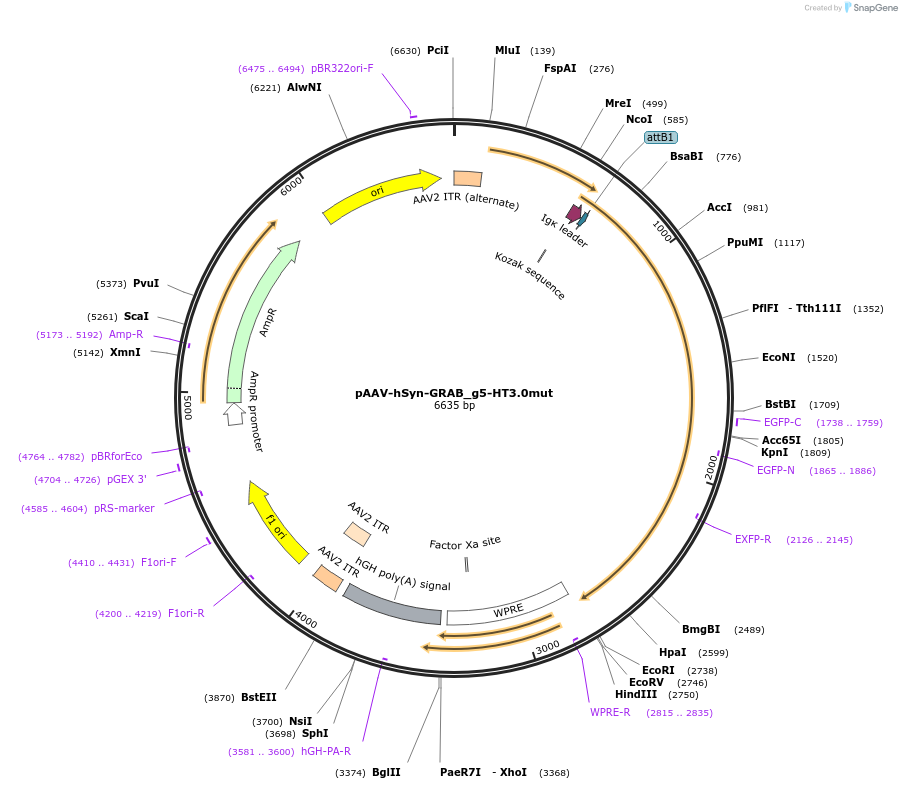 208718-plasmid-map-sequence-id-412600