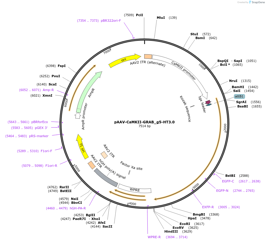 208723-plasmid-map-sequence-id-412606