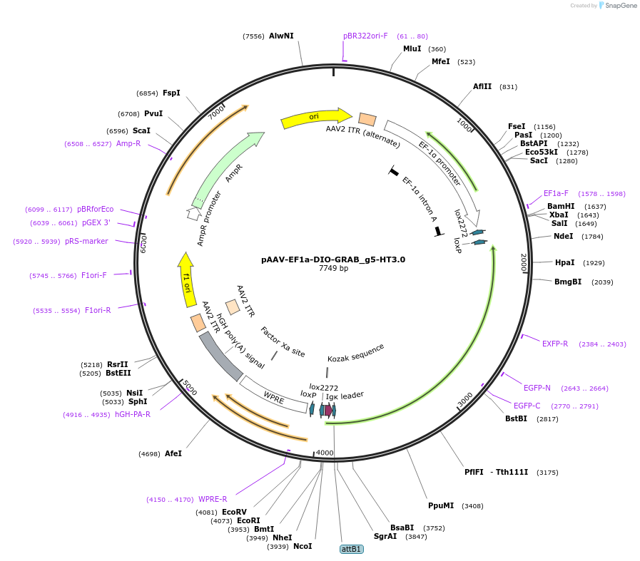 208726-plasmid-map-sequence-id-412607