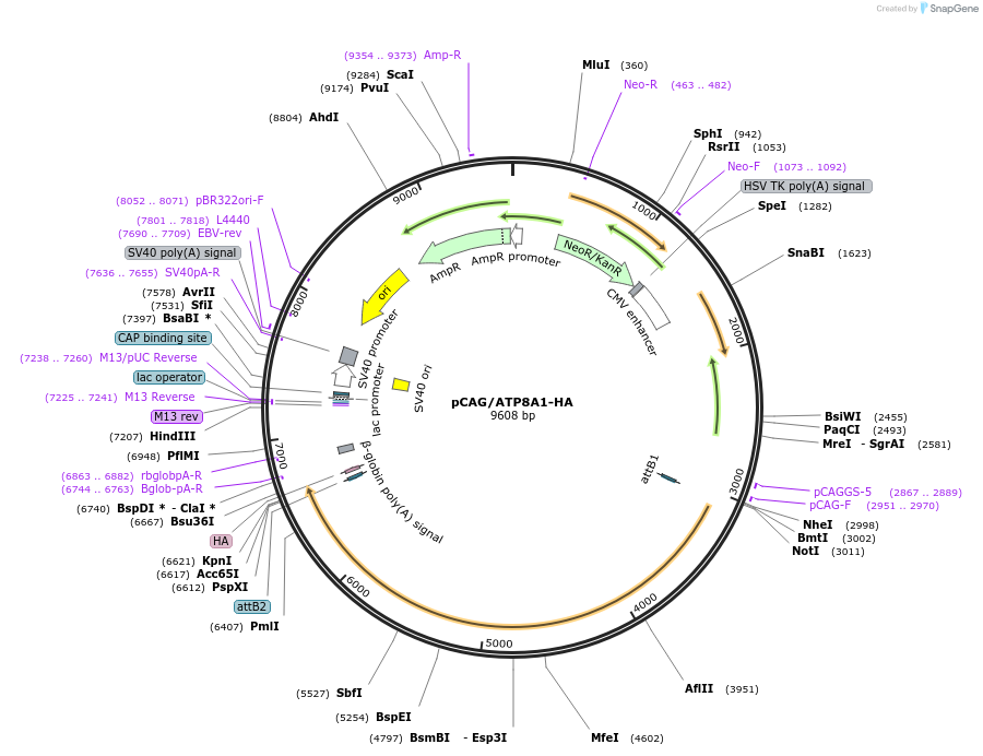 209208-plasmid-map-sequence-id-412613
