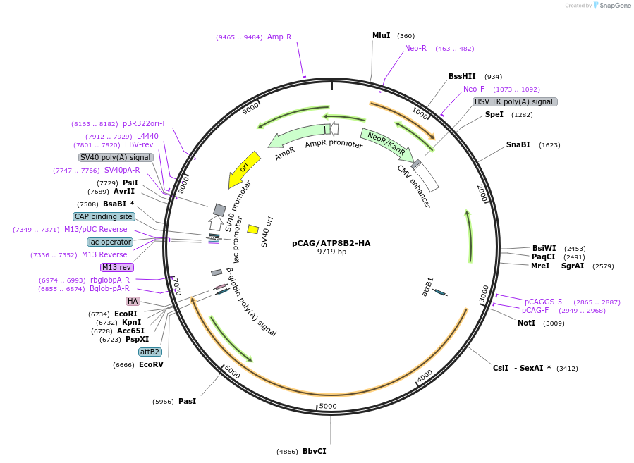 209210-plasmid-map-sequence-id-412624