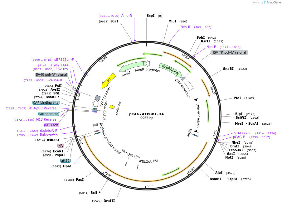 209209-plasmid-map-sequence-id-412634
