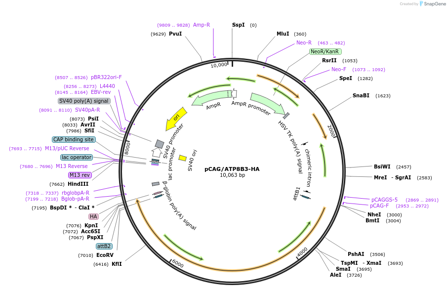 209211-plasmid-map-sequence-id-412637