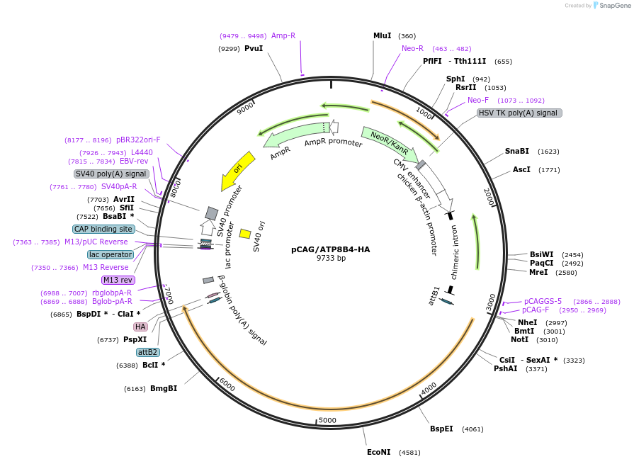 209212-plasmid-map-sequence-id-412649
