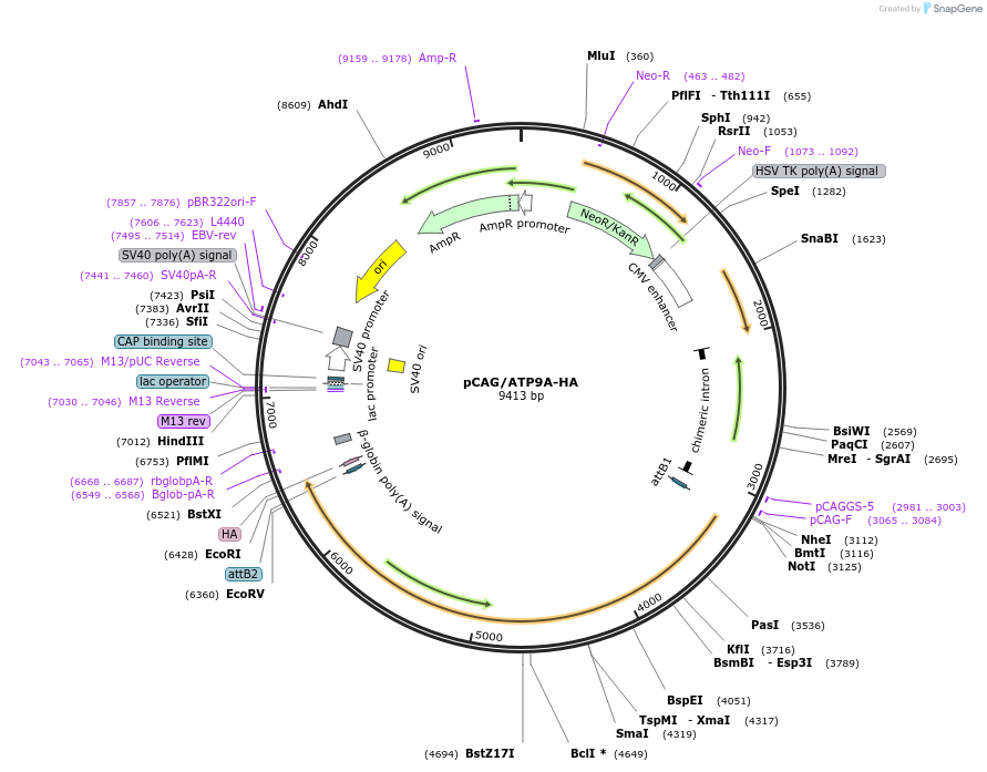209213-plasmid-map-sequence-id-412651