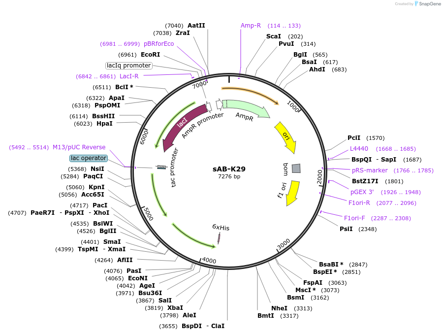 204735-plasmid-map-sequence-id-412652