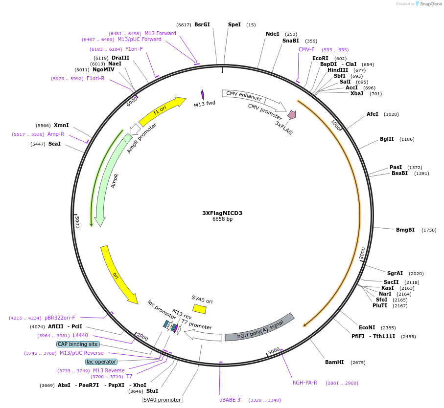 20185-plasmid-map-sequence-id-412653