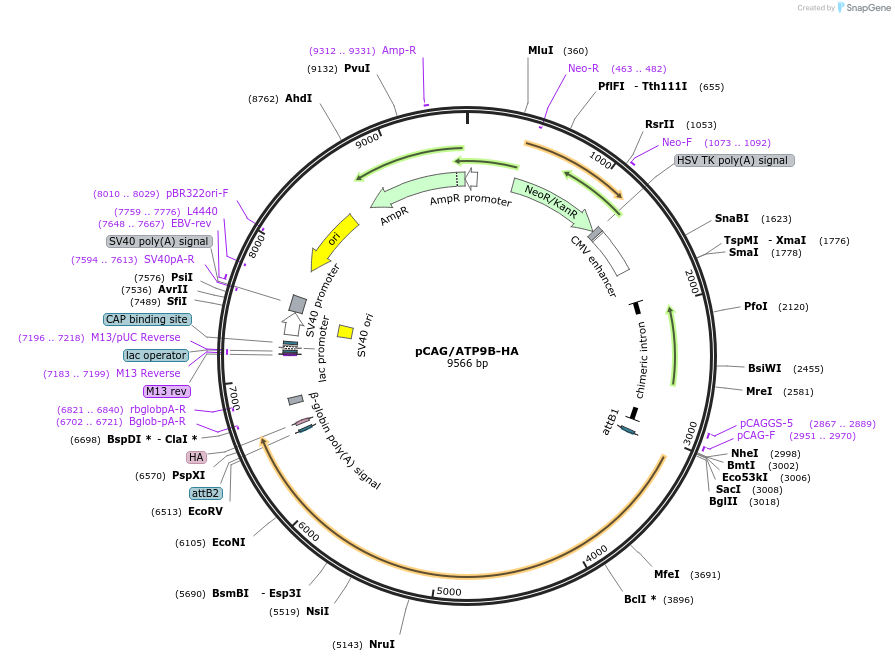 209214-plasmid-map-sequence-id-412654