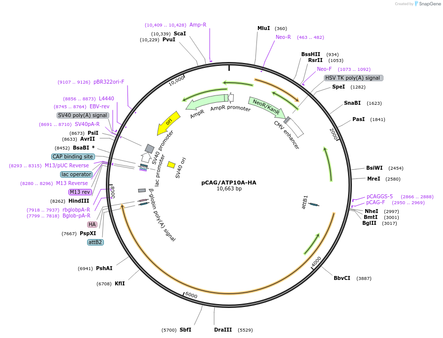 209215-plasmid-map-sequence-id-412657