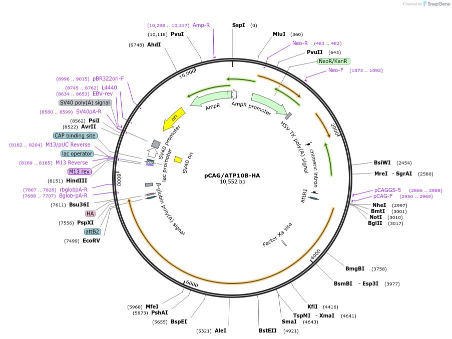 209216-plasmid-map-sequence-id-412662