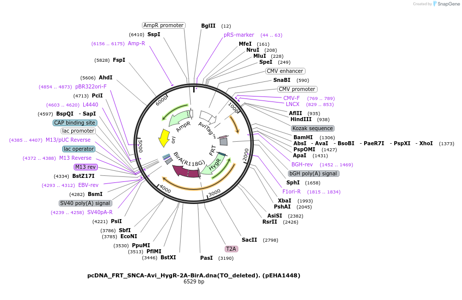 209083-plasmid-map-sequence-id-412665