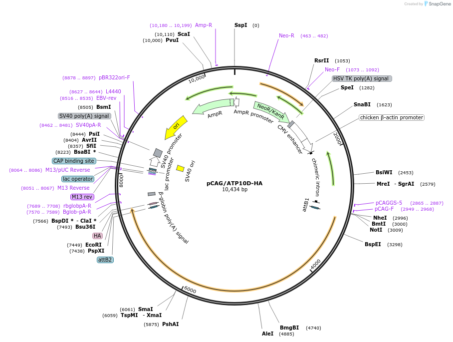 209217-plasmid-map-sequence-id-412666