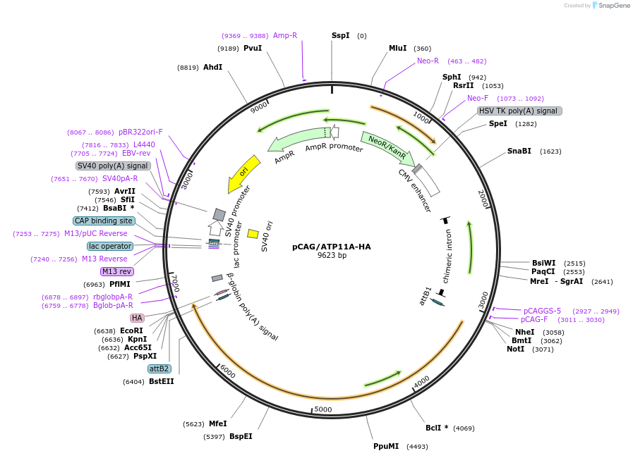 209218-plasmid-map-sequence-id-412667