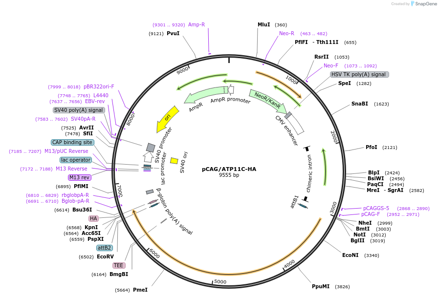 209220-plasmid-map-sequence-id-412672