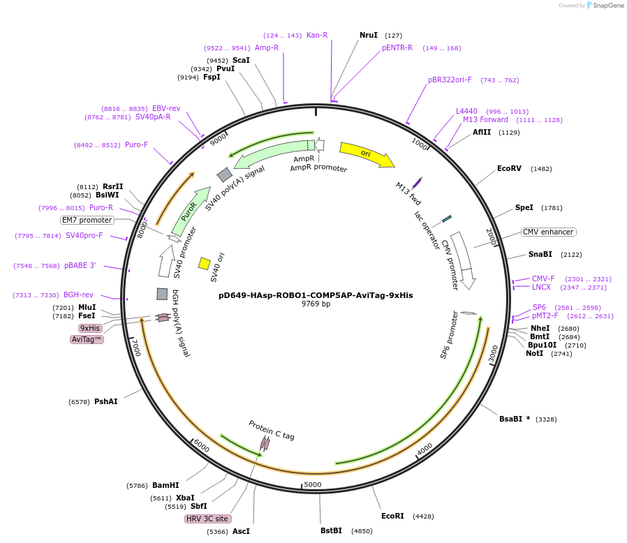 157562-plasmid-map-sequence-id-412675