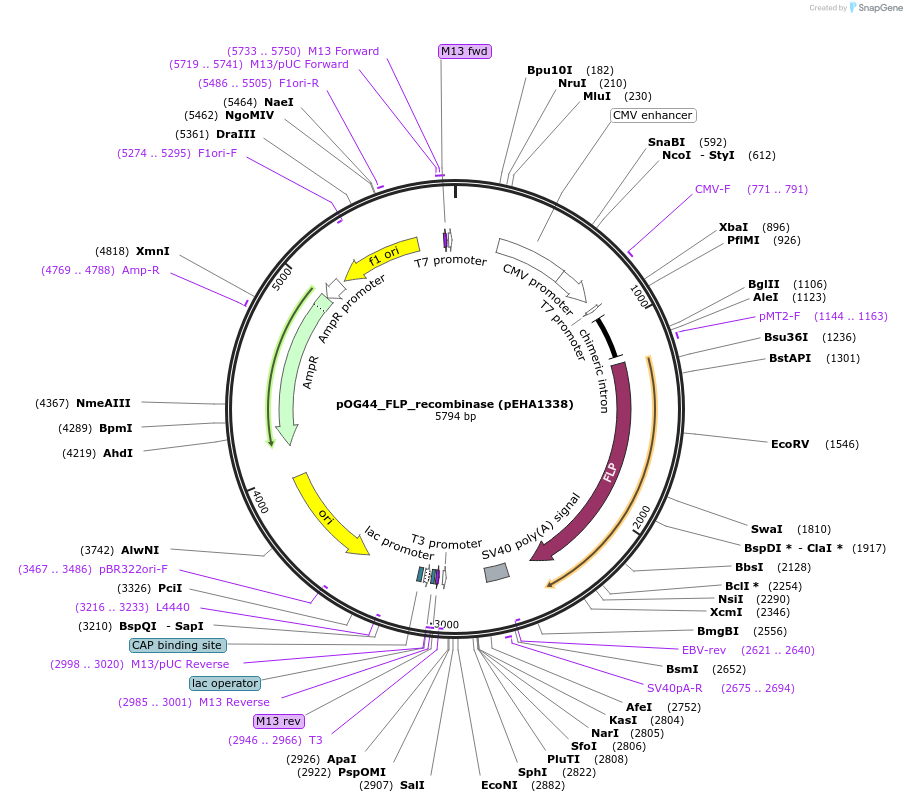 209087-plasmid-map-sequence-id-412678