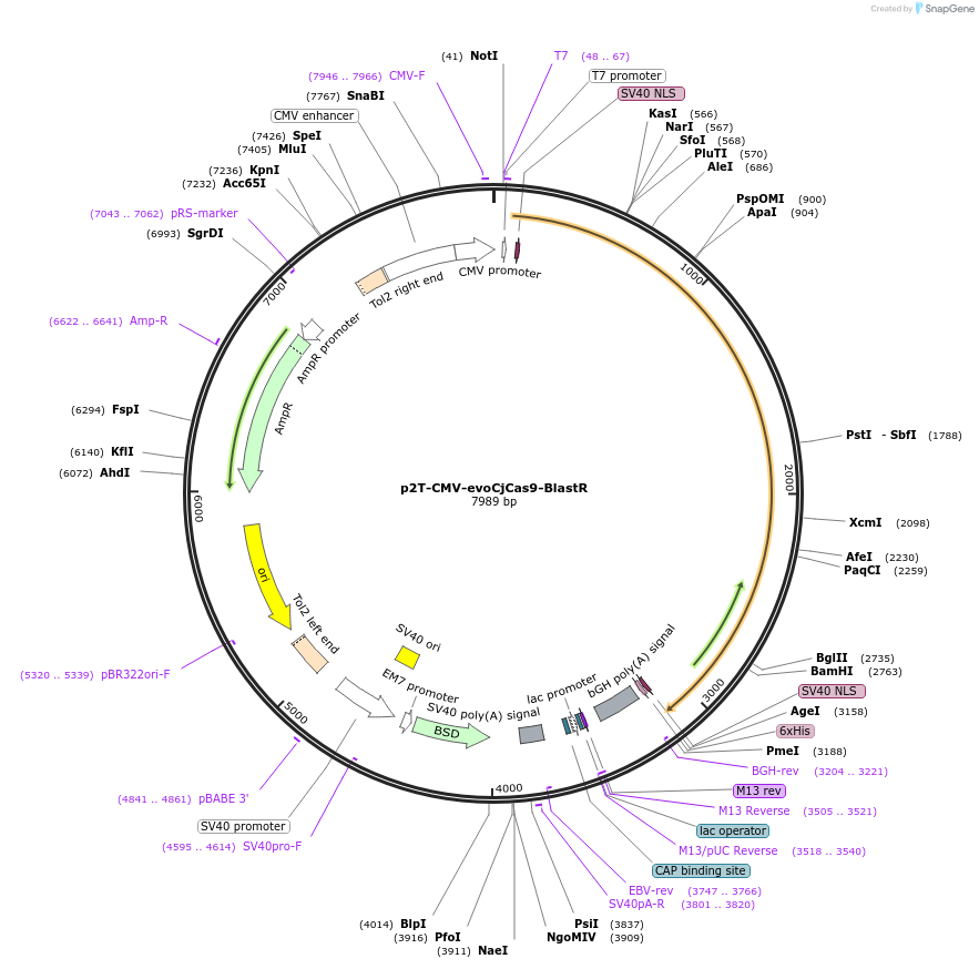 194059-plasmid-map-sequence-id-412693