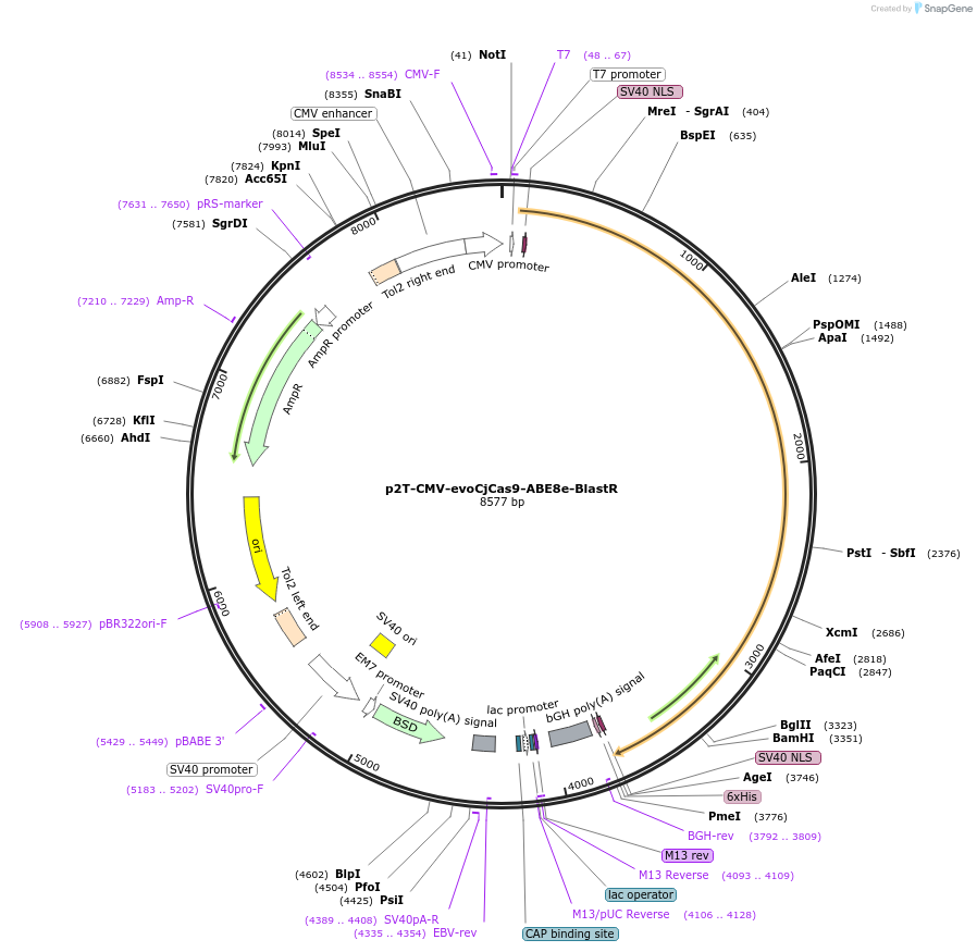 194060-plasmid-map-sequence-id-412694