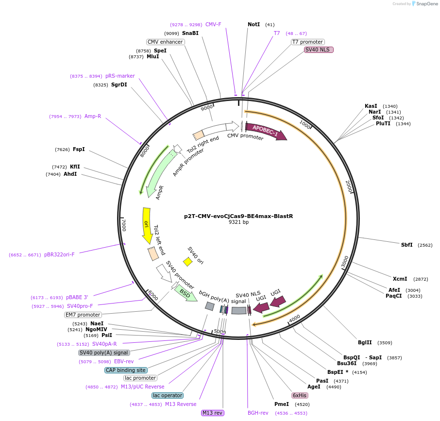 194061-plasmid-map-sequence-id-412695