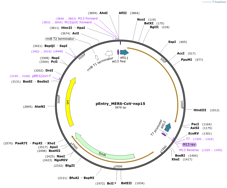 168825-plasmid-map-sequence-id-412698
