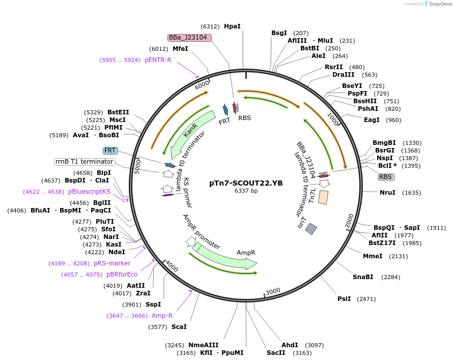 201019-plasmid-map-sequence-id-412701