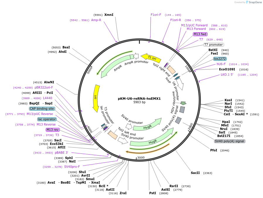 205637-plasmid-map-sequence-id-412718