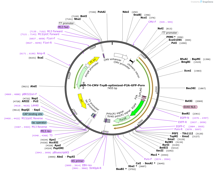 205631-plasmid-map-sequence-id-412776