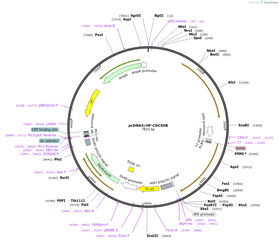 209224-plasmid-map-sequence-id-412780