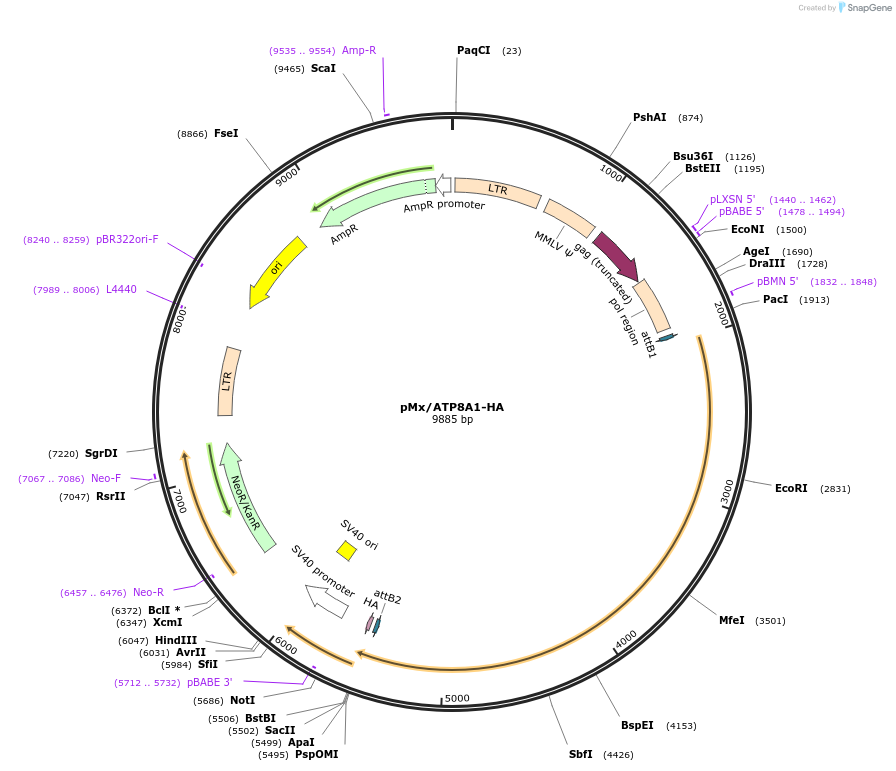 209225-plasmid-map-sequence-id-412785