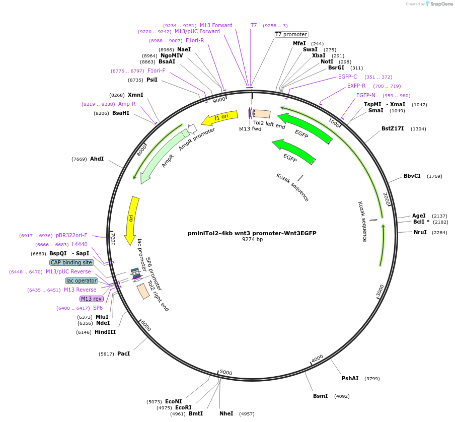 203793-plasmid-map-sequence-id-412854