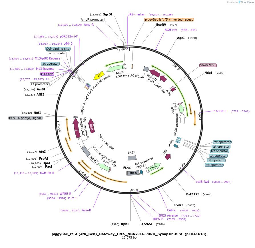 209084-plasmid-map-sequence-id-412874