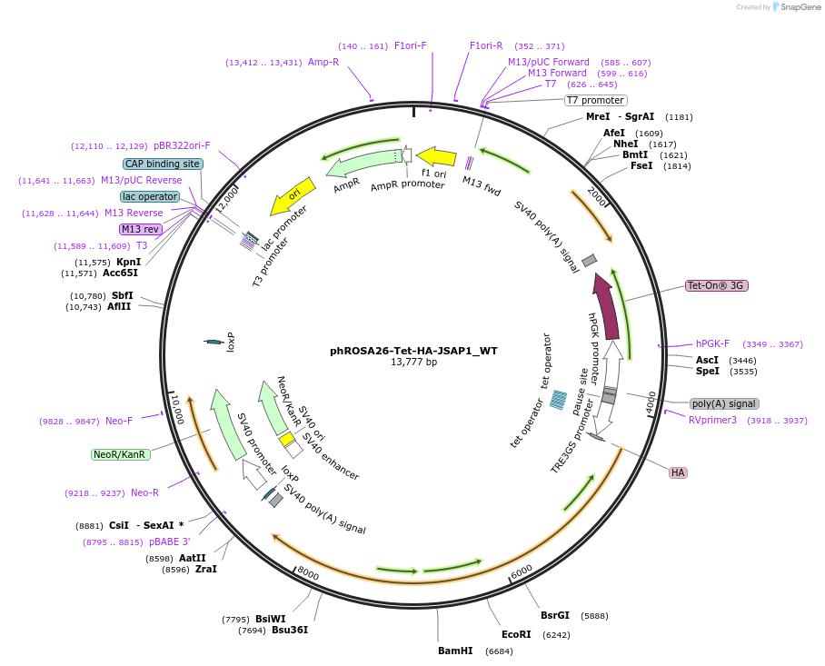 208772-plasmid-map-sequence-id-412878