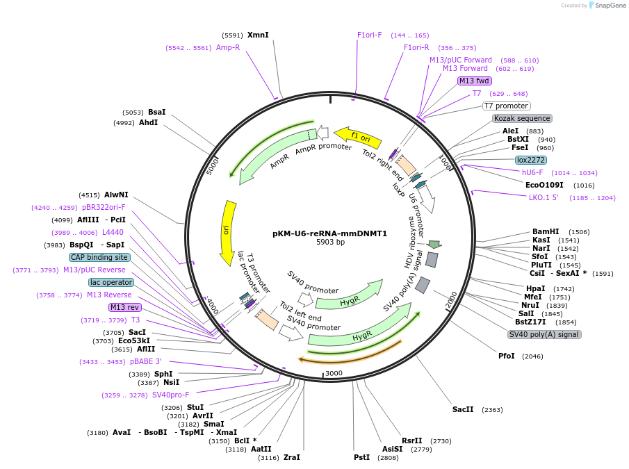 205635-plasmid-map-sequence-id-412881