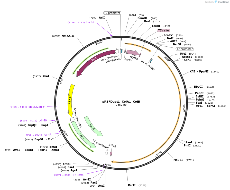 208761-plasmid-map-sequence-id-412884